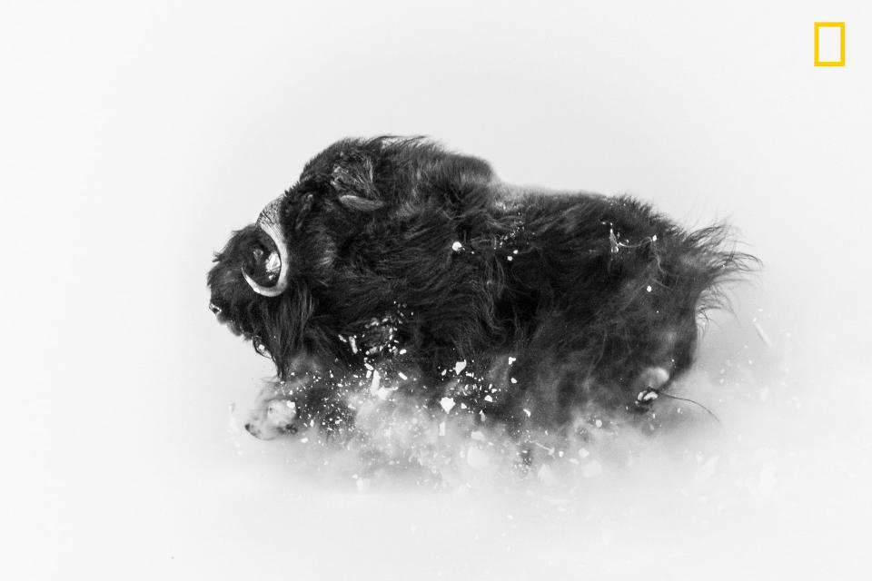 A few miles from Qaanaaq (Thule), Greenland, I was on a hike in search of musk oxen when I came upon a group of them. This ox was running on a hillside in deep snow, which exploded underneath it -- an amazing sight. The photo came together in a few seconds. I was lucky enough to be at the right spot to observe them frolicking, and then I had the incredible experience of watching them closely for about an hour. I love photographing musk oxen against the wintry landscape: They&rsquo;re extremely tough Arctic survivors. This photo shows their beauty and their power -- and the snow they deal with for about eight months of the year.