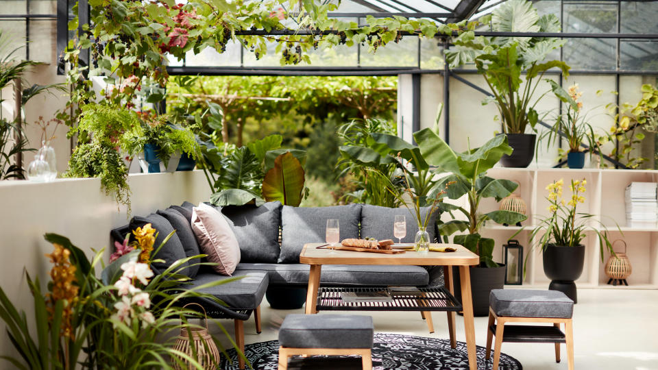 Conservatory plants: 14 sun-loving options for garden rooms