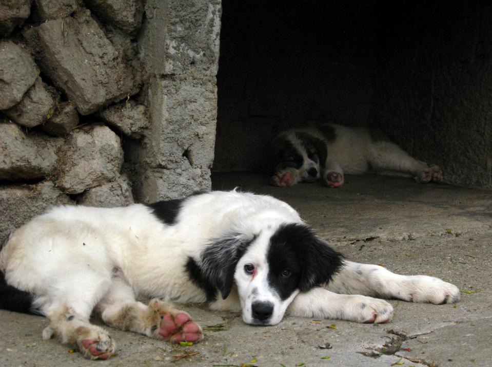 In this Dec. 18, 2013 photo, two mucuchies pups rest on a farm near Merida, Venezuela. In Venezuela, mucuchies, a rare breed of shaggy sheepdog has come to symbolize the patriotic legacy of Hugo Chavez. The late president rescued the mucuchies, named for this Andean town where the breed originated 400 years ago, from near-extinction in 2008 by providing funding to breed the remaining 23 purebreds. (AP Photo/Ricardo Nunes)