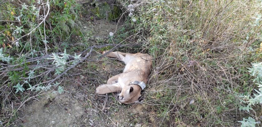 P-76 was the third collared mountain lion to die of coagulopathy, or uncontrolled bleeding, in the last two years. His body was found Jan. 30, 2020, in the Santa Susana Mountains, north of Highway 118.