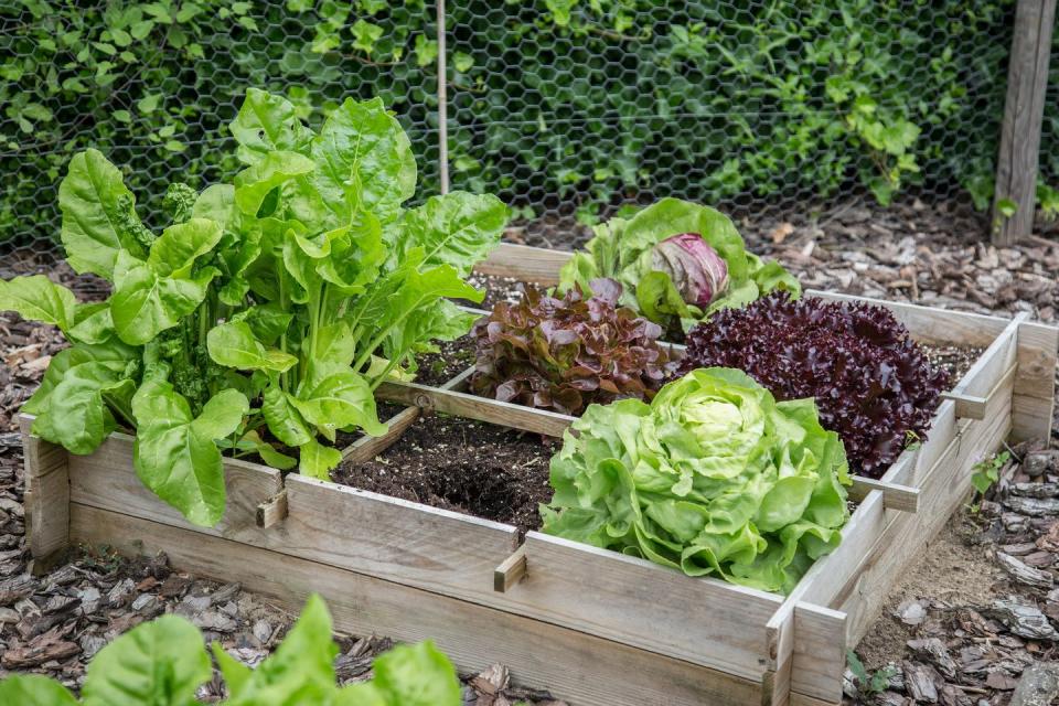 <p>Use your wooden box to grow your very own salad greens, like green leaf lettuce, romaine and radicchio. Lunch time just got easier (and cheaper).</p><p><strong>RELATED:</strong> <a href="https://www.goodhousekeeping.com/food-recipes/cooking/g532/types-of-lettuce/" rel="nofollow noopener" target="_blank" data-ylk="slk:Types of Lettuce to Try So You'll Never Have a Boring Salad Again;elm:context_link;itc:0;sec:content-canvas" class="link ">Types of Lettuce to Try So You'll Never Have a Boring Salad Again</a></p>