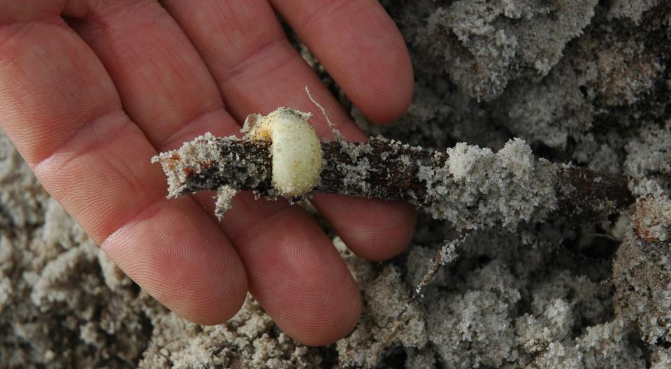 The specialised ring-shaped haustorium of the mungee tree Nuytsia floribundataps into the resources of other plants. Mike Shayne