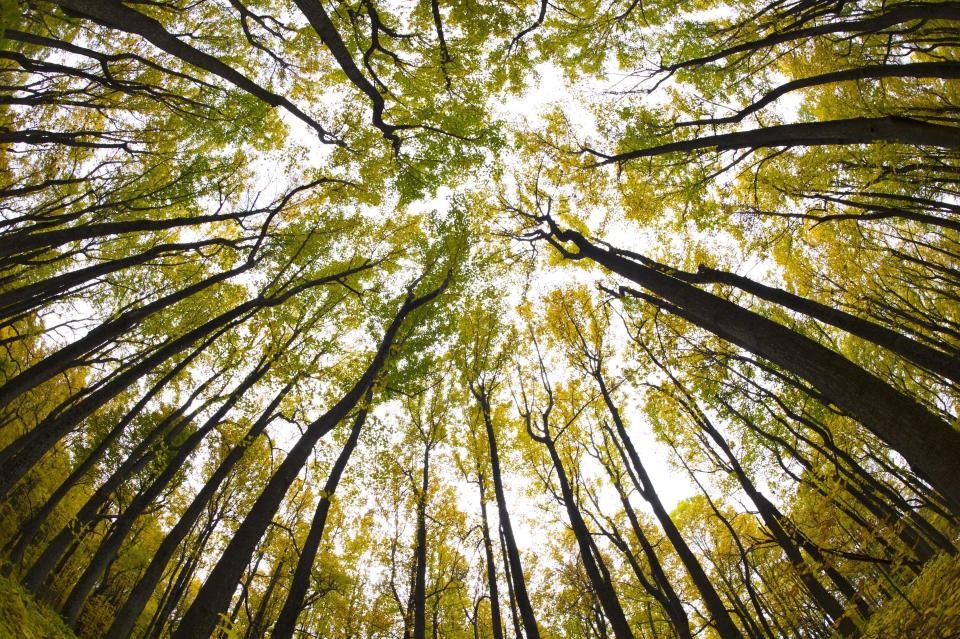 A view through a canopy of trees in full fall color Oct. 24, 2015, along Skyline drive in Shenandoah National Park in Virginia.