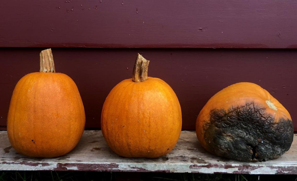 The pumpkin on the right has a fungal disease known as black rot. Matt Kasson, <a href="http://creativecommons.org/licenses/by-sa/4.0/" rel="nofollow noopener" target="_blank" data-ylk="slk:CC BY-SA;elm:context_link;itc:0;sec:content-canvas" class="link ">CC BY-SA</a>