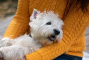 woman hugging West Highland White Terrier dog