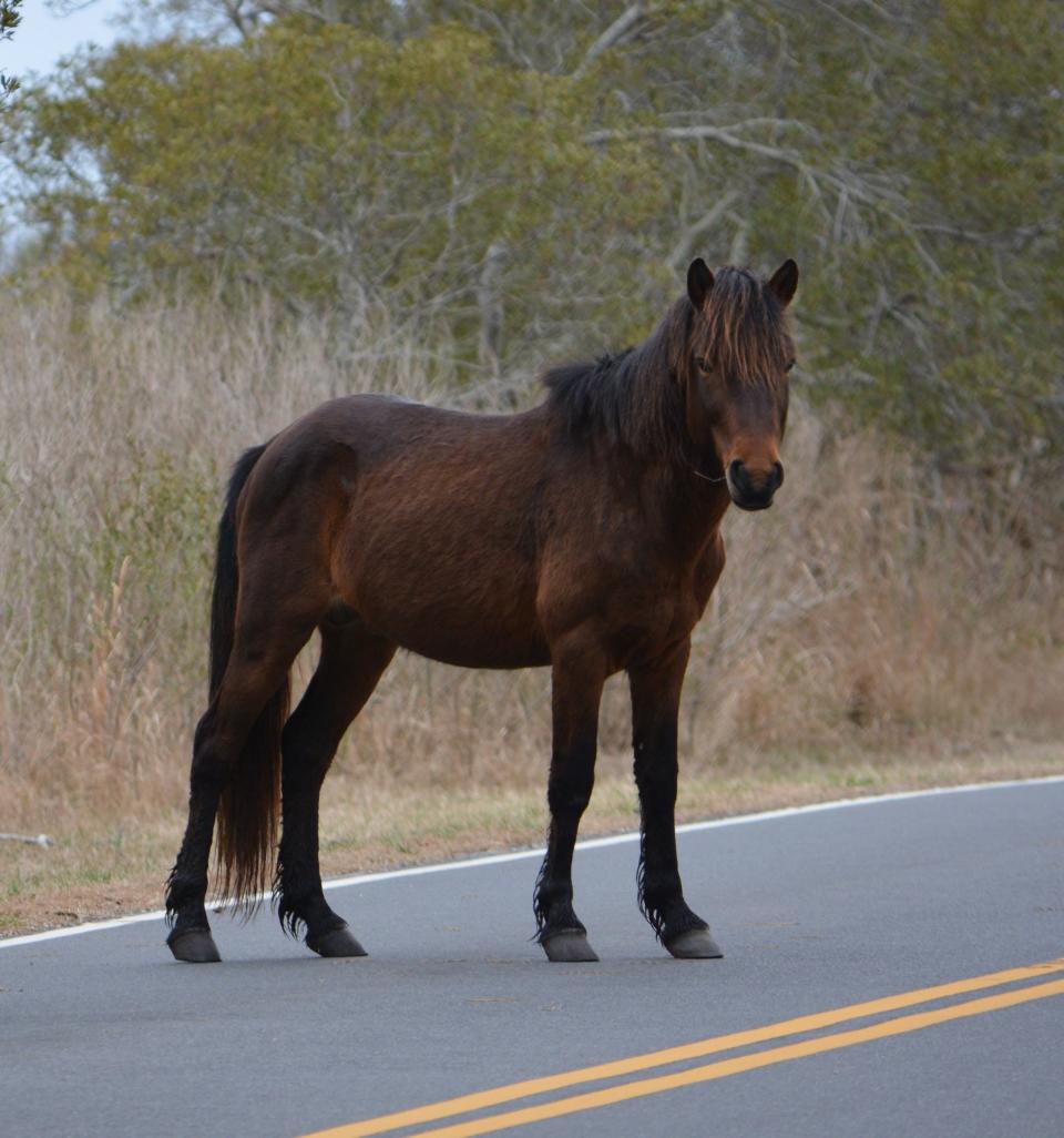 The harem stallion Delegate's Pride, N6ELS-H, also known as "Chip," has been relocated from Assateague Island National Seashore to Cleveland Armory Black Beauty Ranch in Murchison, Texas.