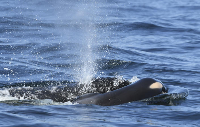 FILE - In this file photo taken Tuesday, July 24, 2018, provided by the Center for Whale Research, a baby orca whale is being pushed by her mother after being born off the Canada coast near Victoria, British Columbia. Whale researchers are keeping close watch on an endangered orca that has spent the past week carrying and keeping her dead calf afloat in Pacific Northwest waters. The display has struck an emotional chord around the world and highlighted the plight of the declining population of southern resident killer whales that has not seen a successful birth since 2015. (David Ellifrit/Center for Whale Research via AP,File)