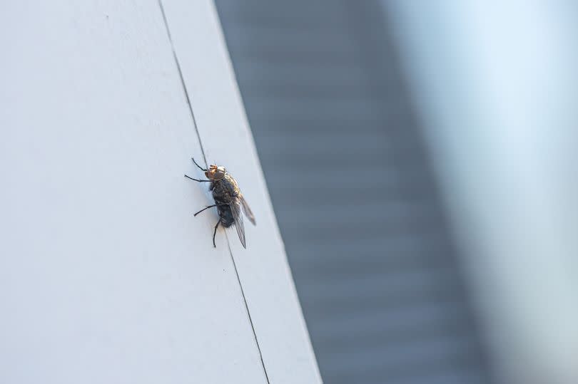 A common housefly insect on the side of a gray and house with white trim