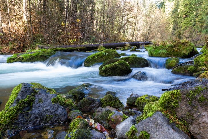 section of the North Umpqua river with water cascading over the mossy green rocks and bare golden trees in the background