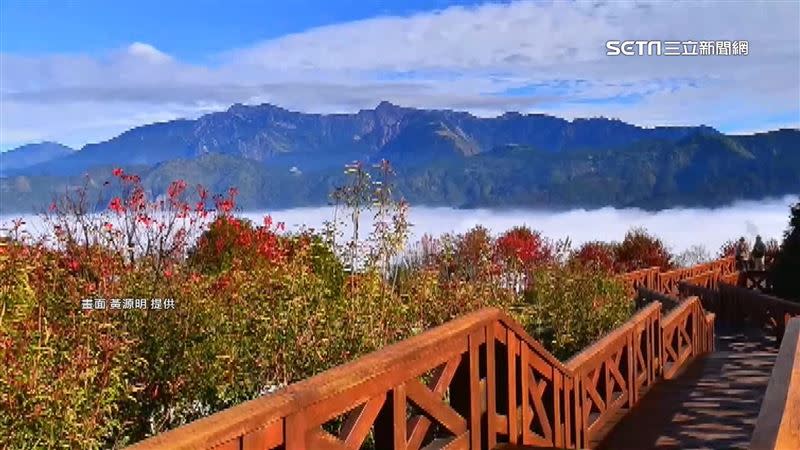 阿里山森林遊樂滿山楓紅美景。（圖／畫面由黃源明提供）