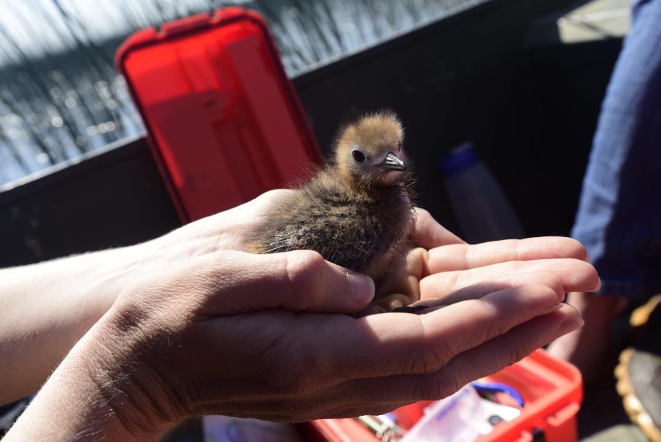 Erin Rowan, a Michigan conservation manager with Audubon Great Lakes,  holds a baby black tern between the palms of her hand before weighing it during a field research effort on black tern population at Harsens Island in Algonac on Thursday, June 30, 2022.