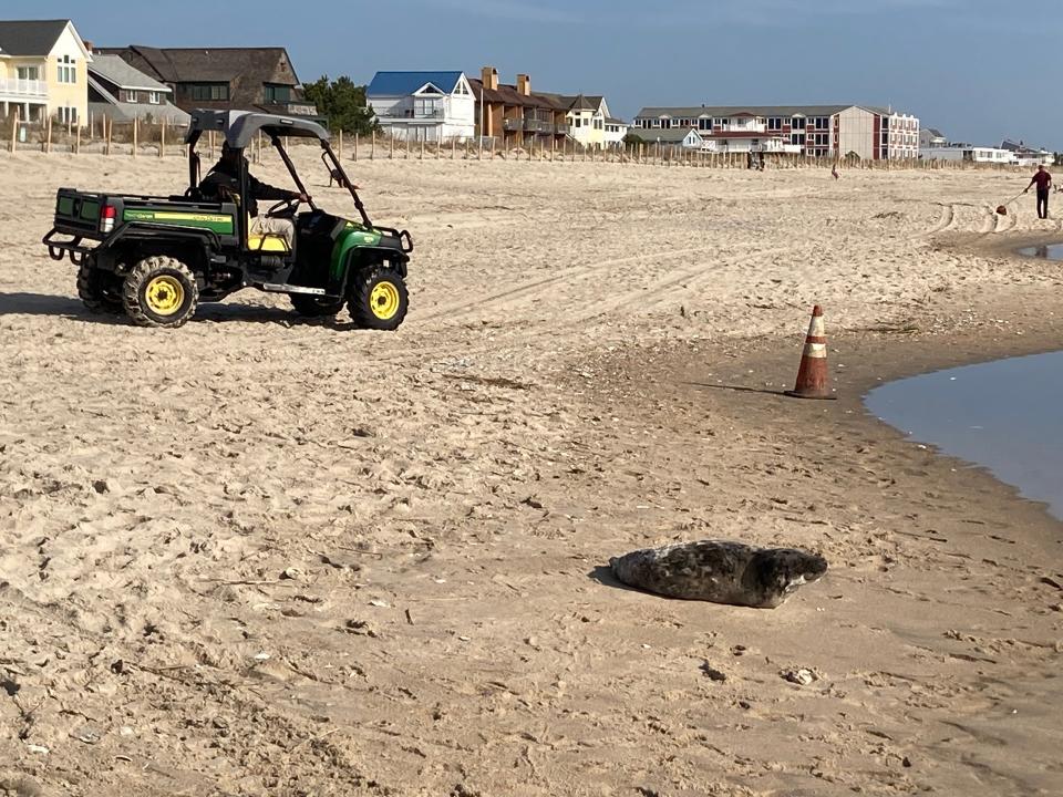 A grey seal pup was spotted on Dewey Beach after 9 a.m. on Thursday, April 14, 2022. The MERR Institute later responded and was monitoring the pup.