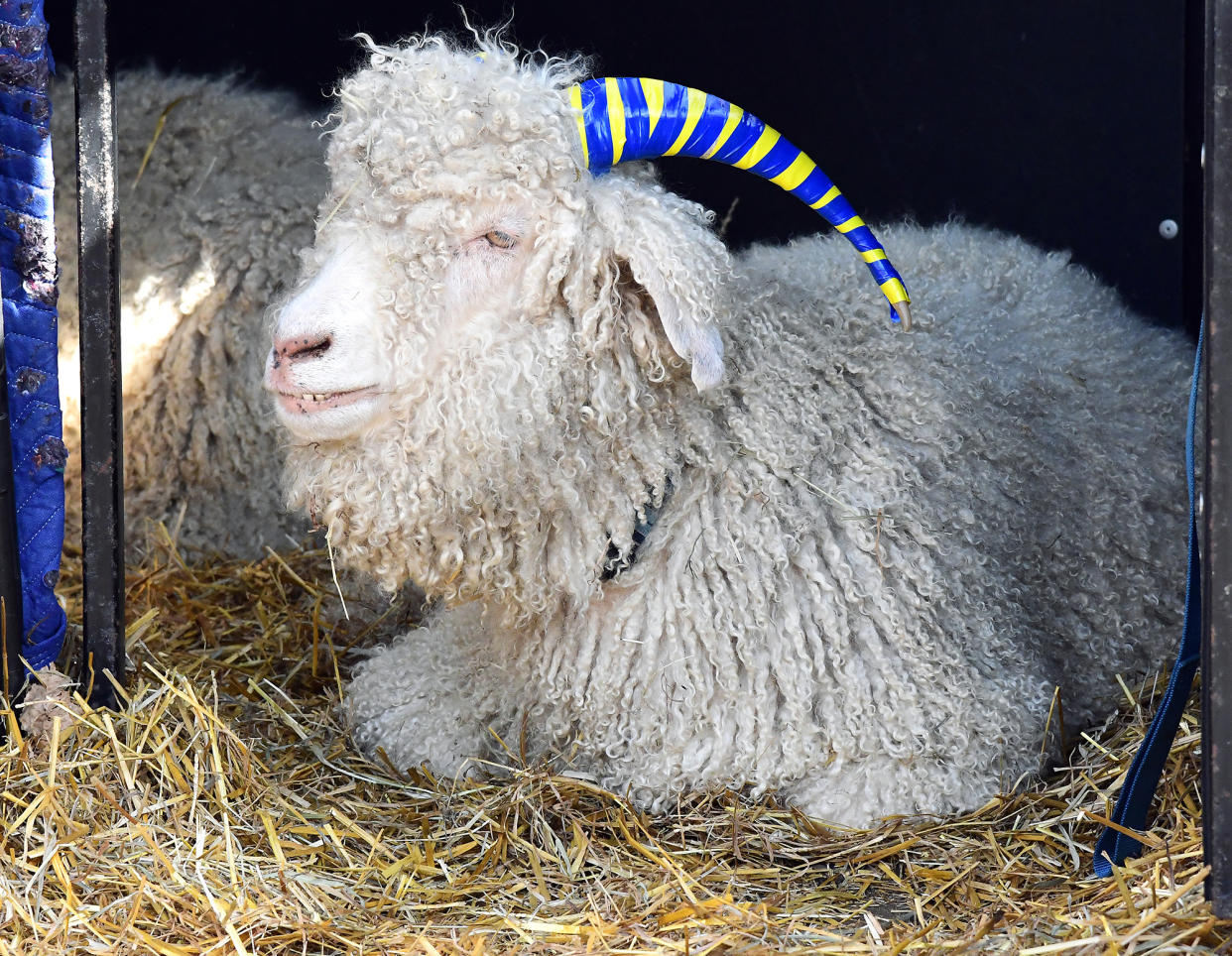 The Navy Midshipmen mascot, Bill The Goat XXXVII.