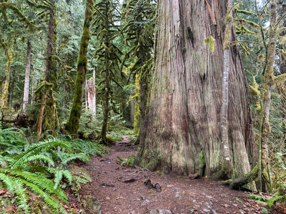 Un árbol gigante se encuentra a lo largo del Old Salmon River Trail cerca de Welches en el Bosque Nacional Mount Hood.