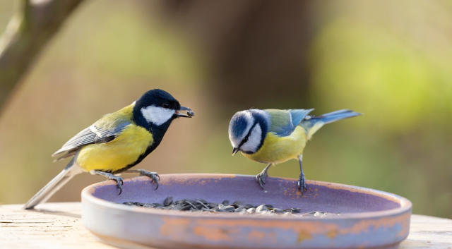 Nourrir les oiseaux du jardin à chaque saison - Aveve