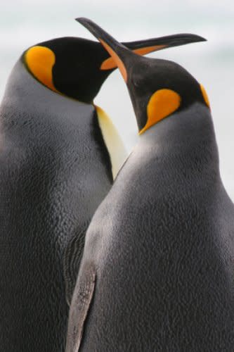 Penguin Male and Female