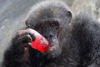 <p>Ein Affe trinkt ein süßes Erfrischungsgetränk, während er an einem heißen Tag im Dusit-Zoo von Bangkok mit Wasser besprüht wird. (Bild: Chaiwat Subprasom/Reuters) </p>
