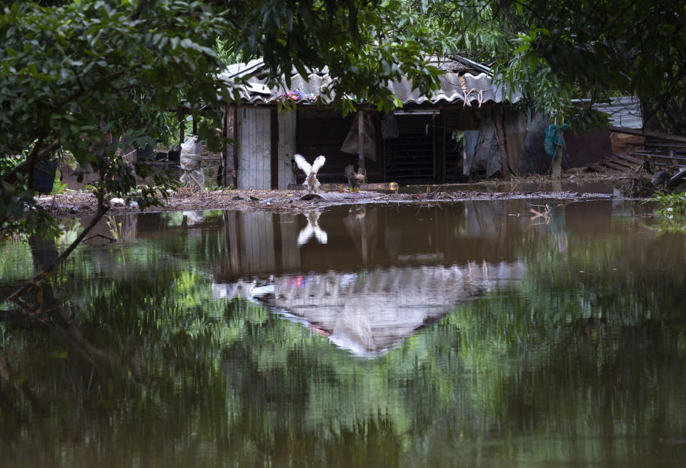 Una gallina agita sus alas en una zona con terrenos inundados por las lluvias torrenciales, en La Habana, Cuba, el miércoles 13 diciembre de 2023. (AP Foto/Ismael Francisco)