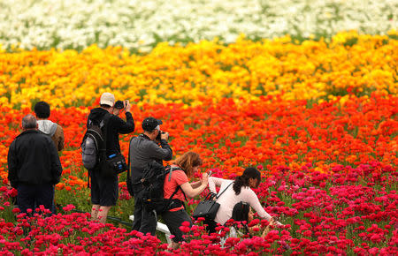On the first day of Spring people take pictures of Giant Tecolote Ranunculus flowers at the Flower Fields in Carlsbad, California, U.S., March 20, 2017. REUTERS/Mike Blake