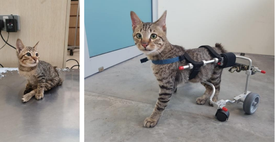 Flute, an abandoned cat with a damaged spine, has been undergoing physiotherapy sessions in at SPCA's Community Animal Clinic, and has also been fitted with a set of wheels to aid its mobility. (PHOTO: Society for the Prevention of Cruelty to Animals)