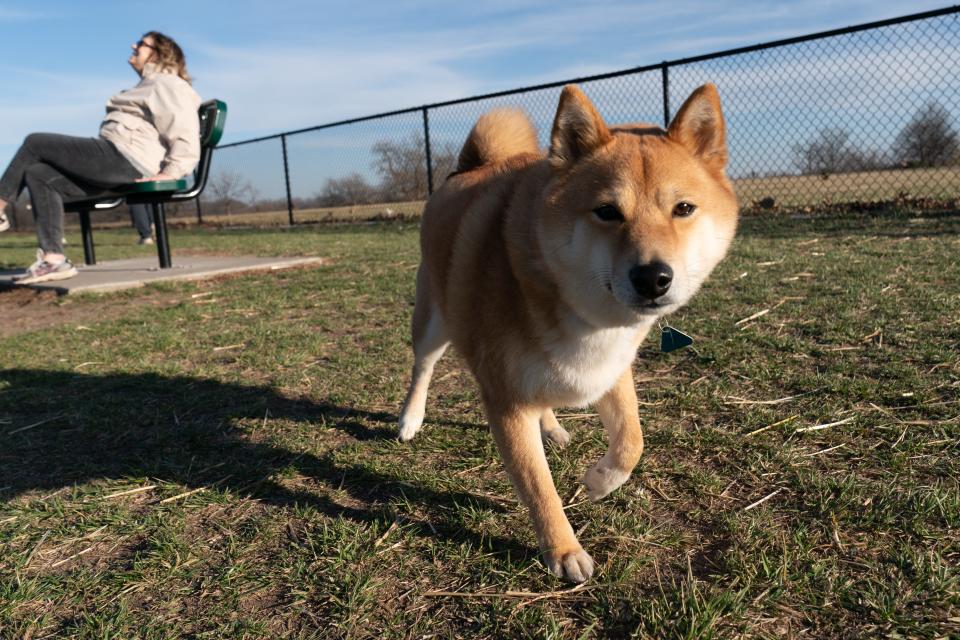 Jester, a 4-year-old Shiba Inu, wanders around the Lake Shawnee dog park Monday next to her owner Joyce Marsh.