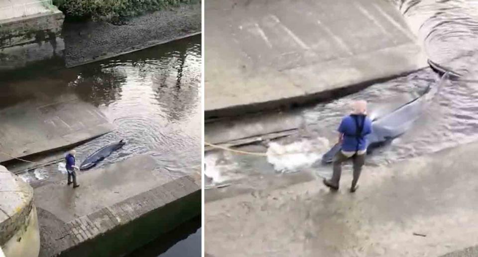 Video shows a man hosing the whale while it was trapped at the lock.