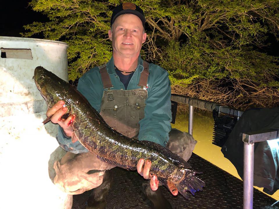 Bradley Baugh of Boyle said invasive northern snakeheads are becoming more common in some Mississippi River oxbow lakes.