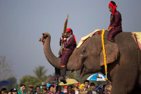 Elephants take part in the rehearsal before the opening of the elephant festival, which organisers say aims to raise awareness about elephants, in Sayaboury province, Laos February 17, 2017. REUTERS/Phoonsab Thevongsa