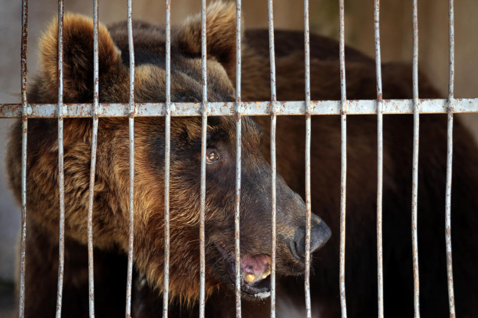 A Syrian brown bear stands inside a cage at a zoo, in the southern port city of Tyre, Lebanon, Sunday, July 18, 2021. Animals Lebanon, a Beirut-based group, said Sunday that two bears including this one, that were rescued from a private zoo in southern Lebanon, will be flown to the United States where they will be released into the wild. (AP Photo/Bilal Hussein)