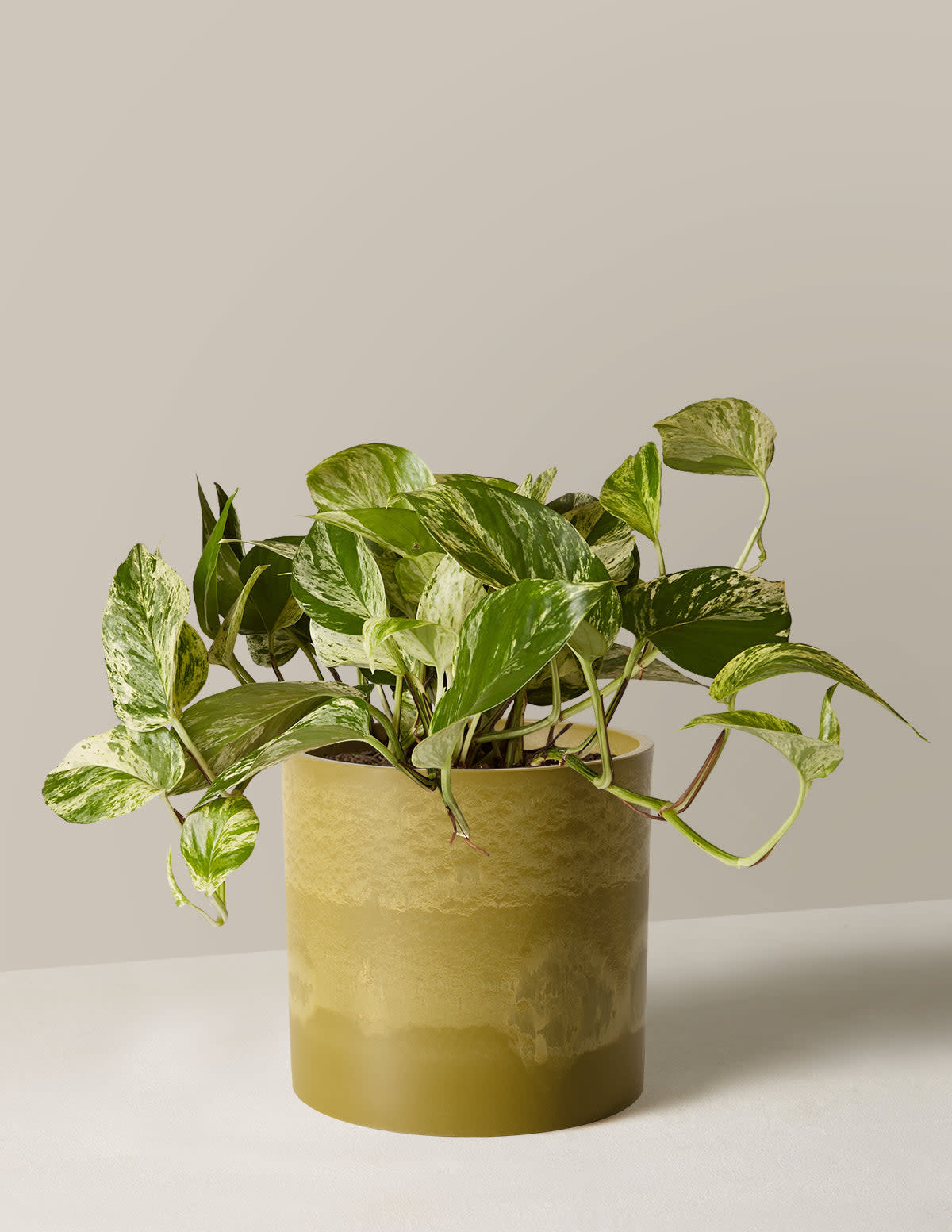 <p><a href="https://go.redirectingat.com?id=74968X1596630&url=https%3A%2F%2Fwww.thesill.com%2Fproducts%2Fpothos-marble-queen%3Fvariant%3D40458825203817&sref=https%3A%2F%2Fwww.townandcountrymag.com%2Fstyle%2Fhome-decor%2Fg44690553%2Fbest-home-decor-gifts%2F" rel="nofollow noopener" target="_blank" data-ylk="slk:Shop Now;elm:context_link;itc:0;sec:content-canvas" class="link rapid-noclick-resp">Shop Now</a></p><p>Pothos Marble Queen</p><p>$78.00</p><p>thesill.com</p><span class="copyright">The Sill</span>
