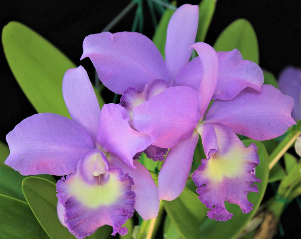 Grezaffi's Blue Shawn is an orchid cross developed by a local grower in Brevard County.