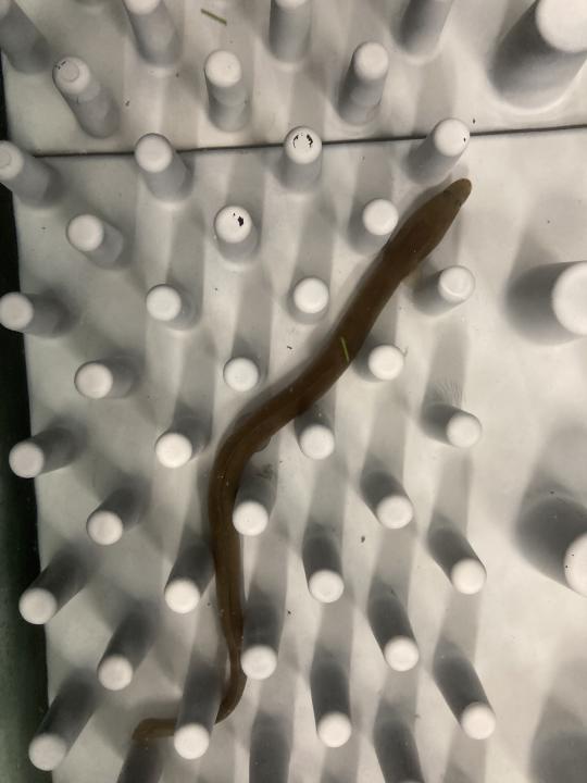 Eel tiles being tested in the lab