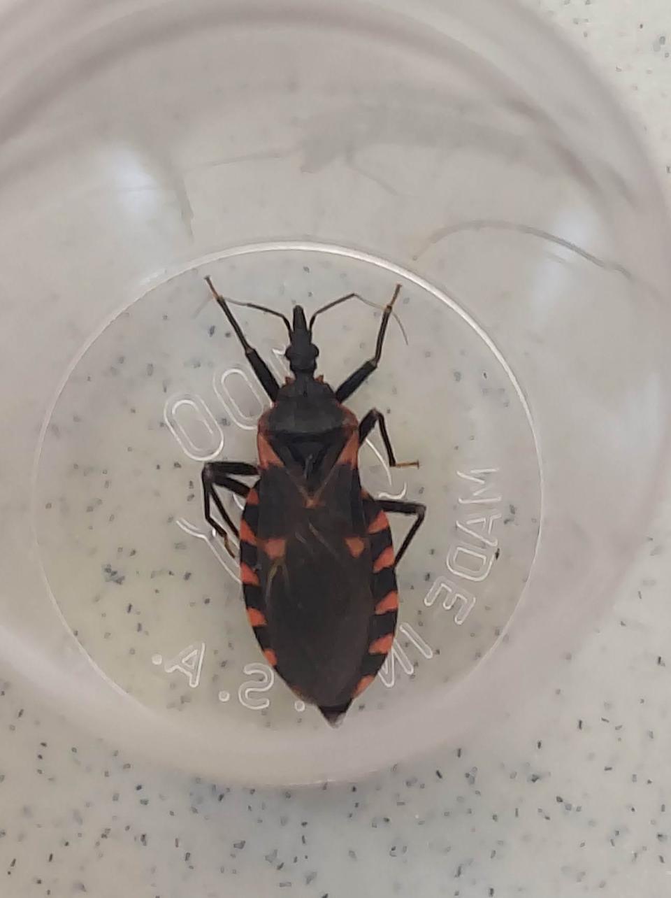 Three species of kissing bugs — Triatoma rubida, Triatoma protracta and Triatoma recurva — are most common in Tucson and Phoenix.