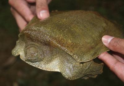 A bizarre soft-shell turtle, <i>Pelochelys cantorii</i>, is just one of more than 150 species of amphibians and reptiles that lives on the Philippine island of Luzon.