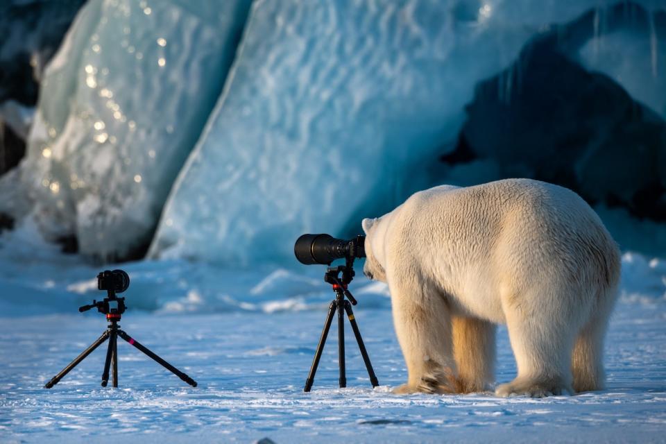 "Wildlife PhotograBear" Roie Galitz shows a polar bear appearing to take a photo.