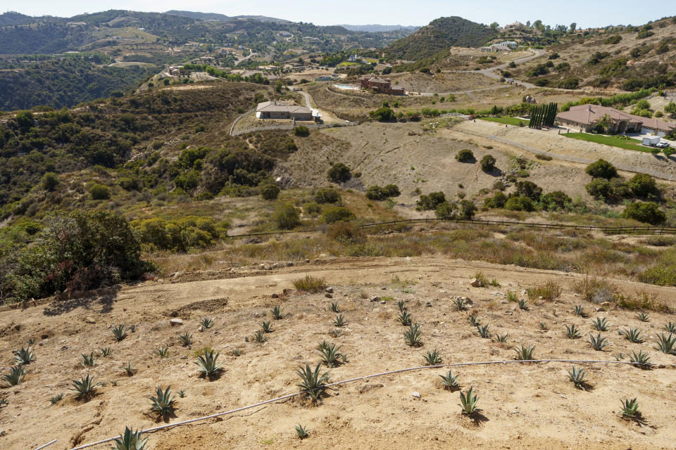 Agave plants are shown at the home of Leo Ortega, in Murrieta, Calif., Tuesday, Oct. 17, 2023. Agave thrives on almost no water. The plant isn't grown on a large scale in California, and it would take years for that to happen, but local distillers say the spirits they've made from agave so far are selling out. (AP Photo/Damian Dovarganes)