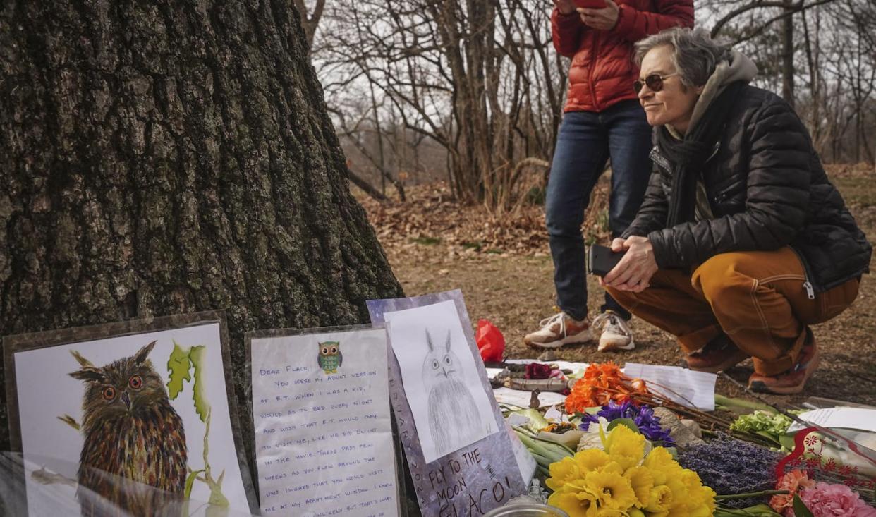 Tributes left at a memorial for Flaco the owl in Central Park in New York. <a href="https://newsroom.ap.org/detail/EscapedOwlCentralPark/0e033d63fec14c708cde28f9250f19da/photo?Query=flaco%20owl&mediaType=photo&sortBy=&dateRange=Anytime&totalCount=37&currentItemNo=20" rel="nofollow noopener" target="_blank" data-ylk="slk:AP Photo/Bebeto Matthews;elm:context_link;itc:0;sec:content-canvas" class="link ">AP Photo/Bebeto Matthews</a>