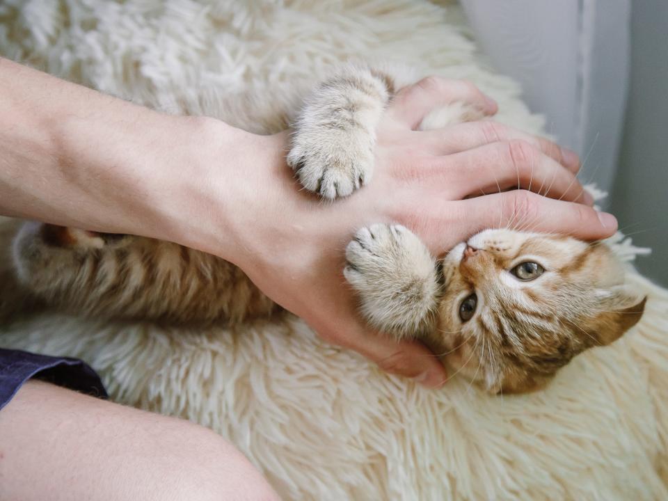 cat attacking hand