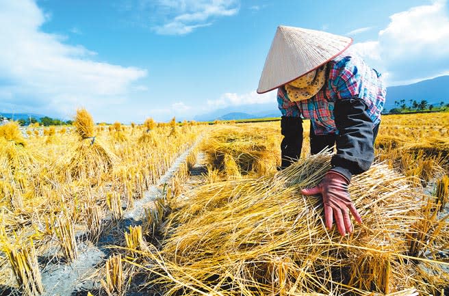 台東縣池上鄉農民將廢棄稻草收集曬乾後，可回收再利用。（莊哲權攝）