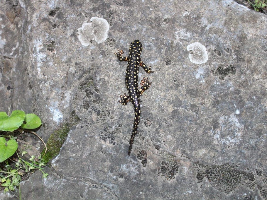 A spotted salamander is seen with leaves on a rock in Semdinli District of Hakkari, Turkey on May 28, 2020.