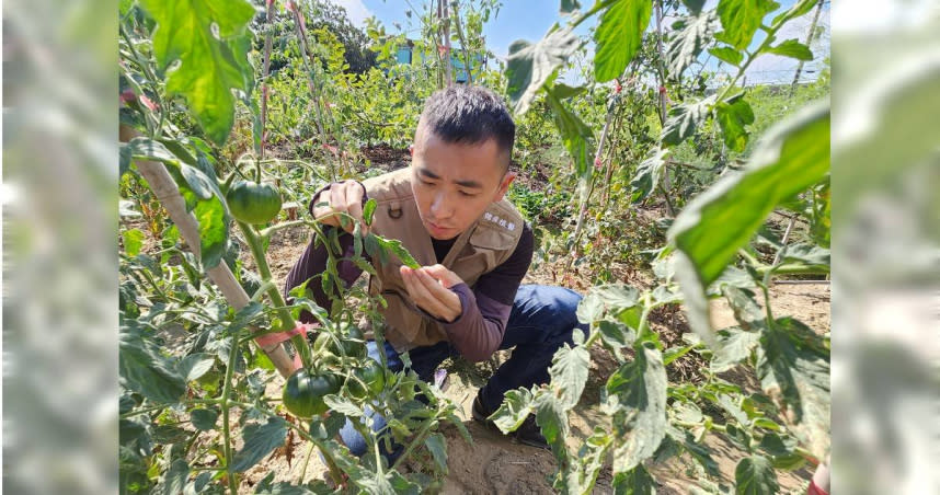 準植物診療師吳志恩檢視蕃茄的生長情形，從葉面和果實都可以察覺蕃荣株是否患病蟲害，並透過適當的用藥恢復其健康。（圖／吳志恩提供）