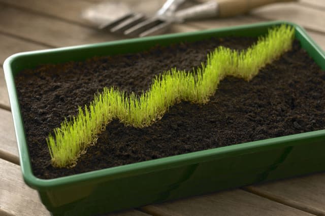 Grass in bin of dirt forming ascending graph