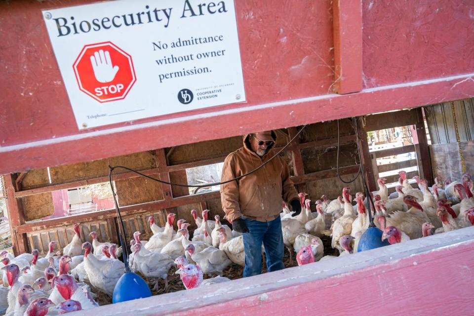 man with turkeys in the chicken coop.  The sign outside says 'biosecurity area - no entry without owner's permission