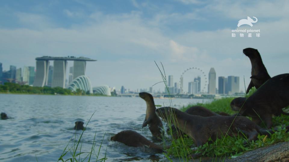 濱海灣有豐沛魚量與花園綠洲，是水獺樂園。（圖／動物星球頻道）