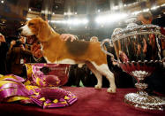 FILE PHOTO: Uno, a 15-inch beagle, stands after winning Best in Show at the 132nd Westminster Kennel Club Dog Show at Madison Square Garden in New York, U.S. February 12, 2008. REUTERS/Shannon Stapleton/File Photo