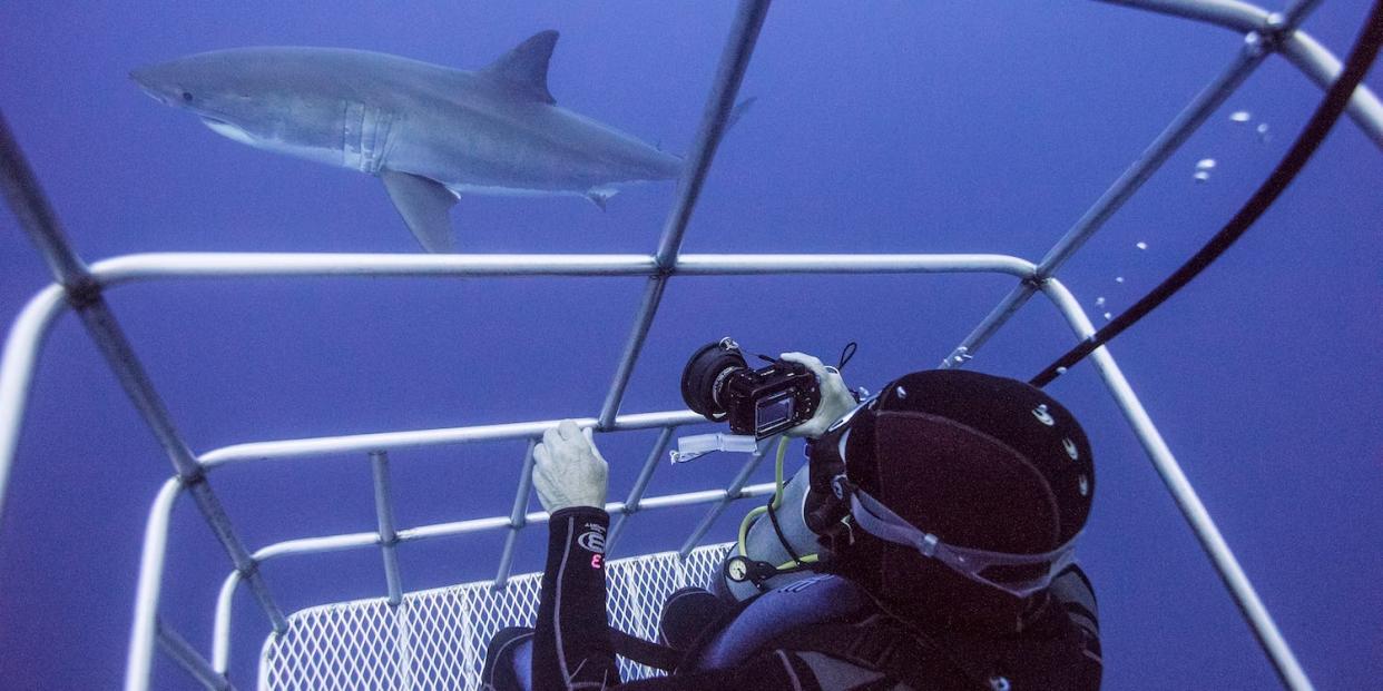 shark cage diving