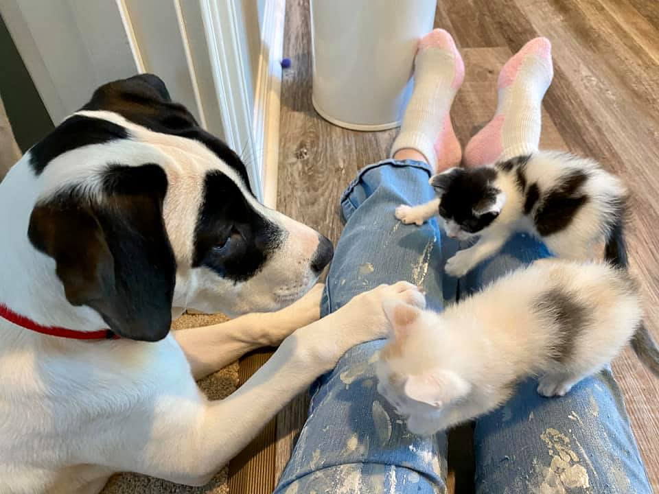 Ziggy plays with his new owner and two of his foster kitten housemates. He was fostered and adopted during the coronavirus pandemic. (Courtesy Atlanta Humane Society)