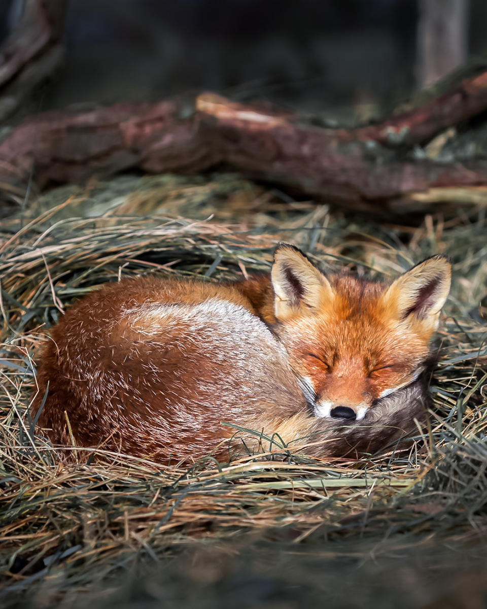 Curled up