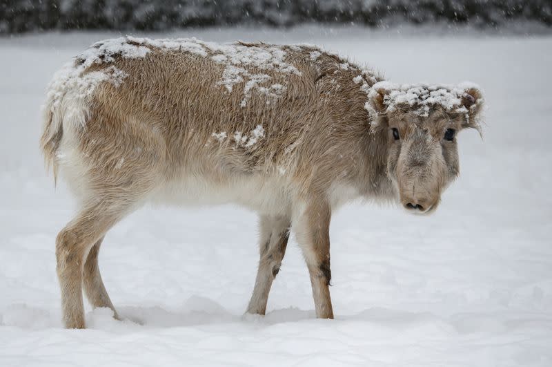 FILE PHOTO: A Saiga antelope is seen at a zoo in Almaty