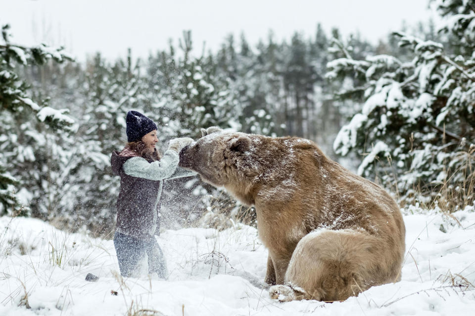 <p>Stepan is so tame that he watches television with his adoptive parents and often poses for Olga during photo shoots. (Photo: Olga Barantseva/Caters News) </p>